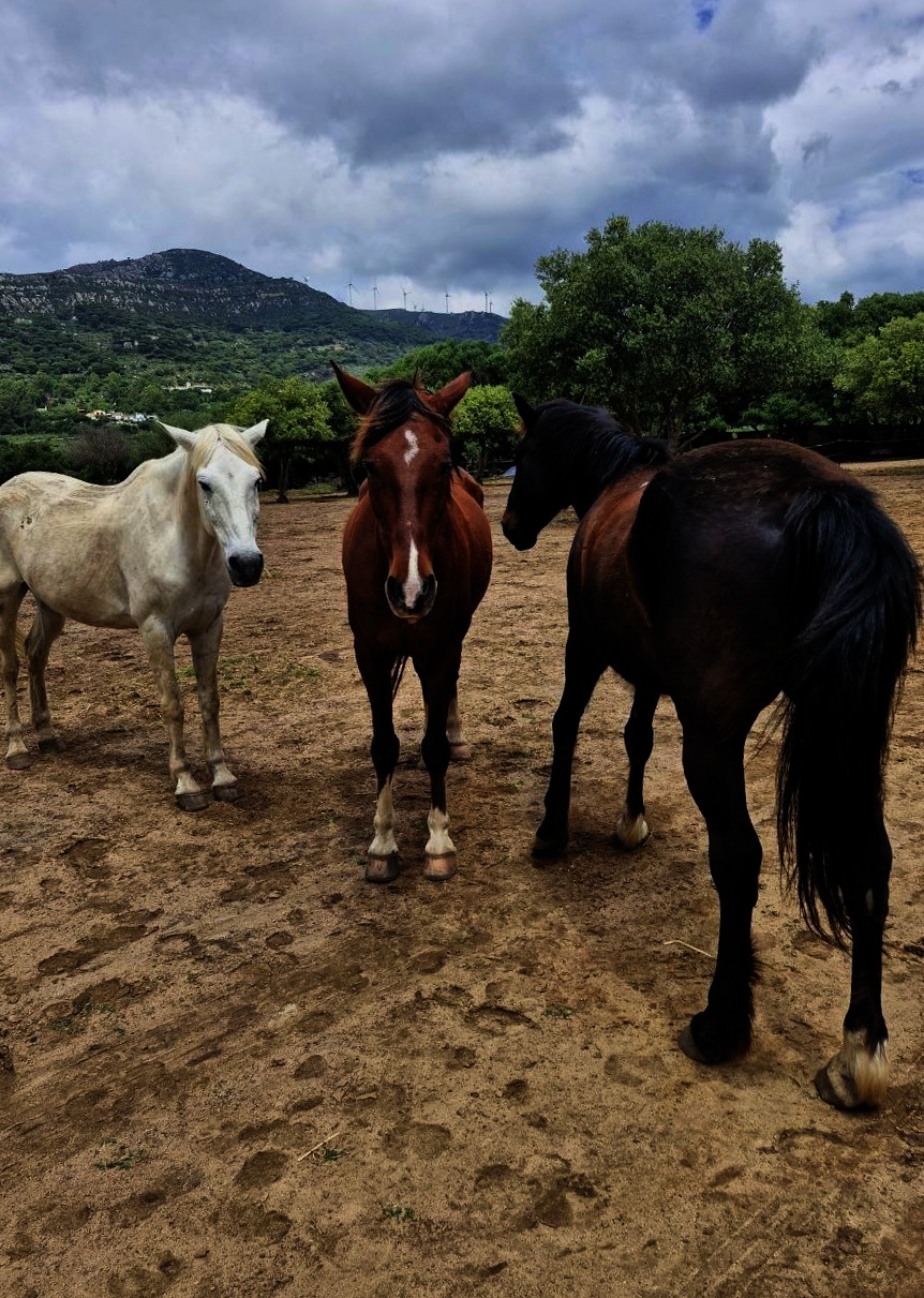 Caballos en el prado