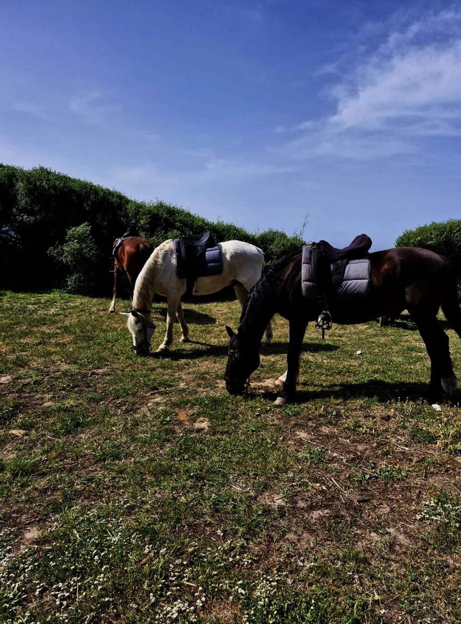 Caballos pastando