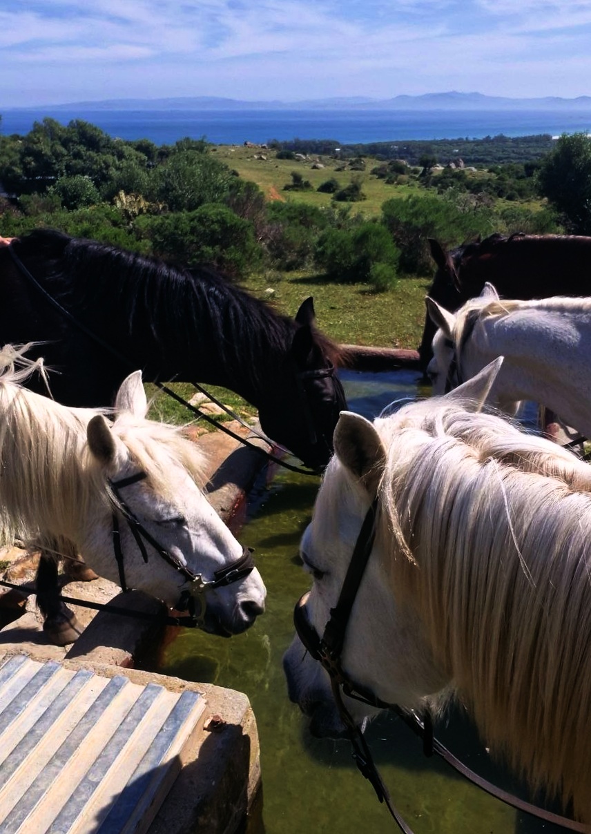 Caballos parando para beber en el pinar