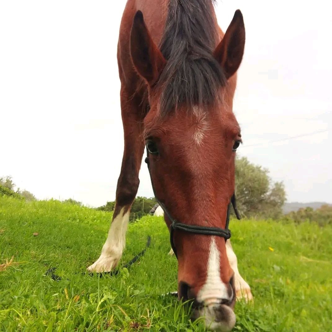Caballo pastando